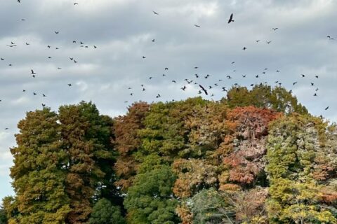 🗝️水の国(CS_202511)